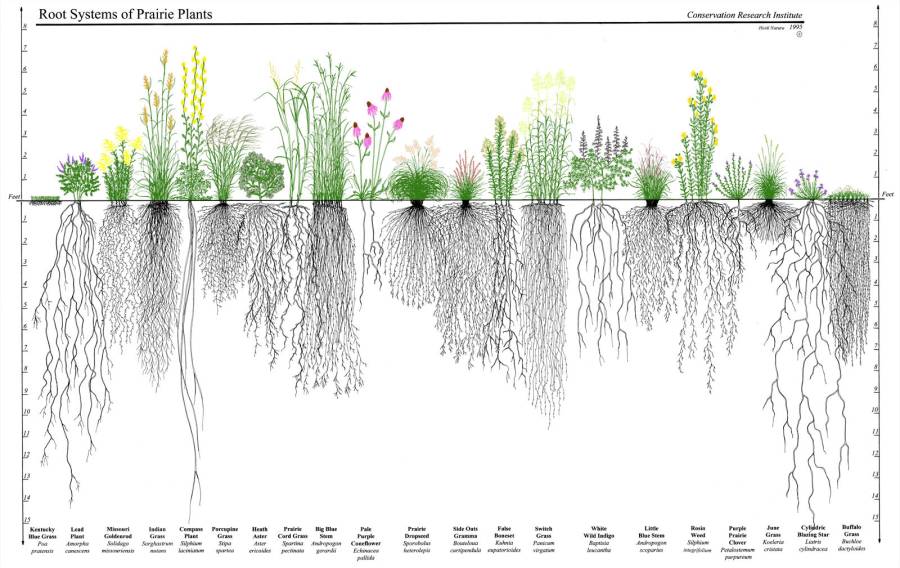 prairie_plants.jpg prairie_plants.jpg