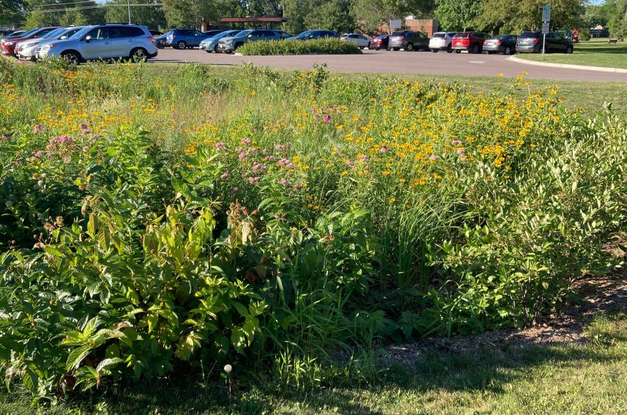 bioretention2.jpg bioretention2.jpg